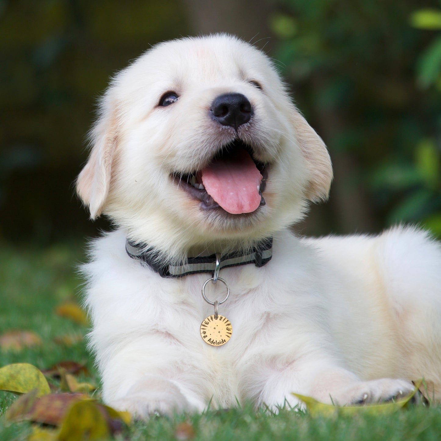 Round Stargazing Pet ID Dog Tag