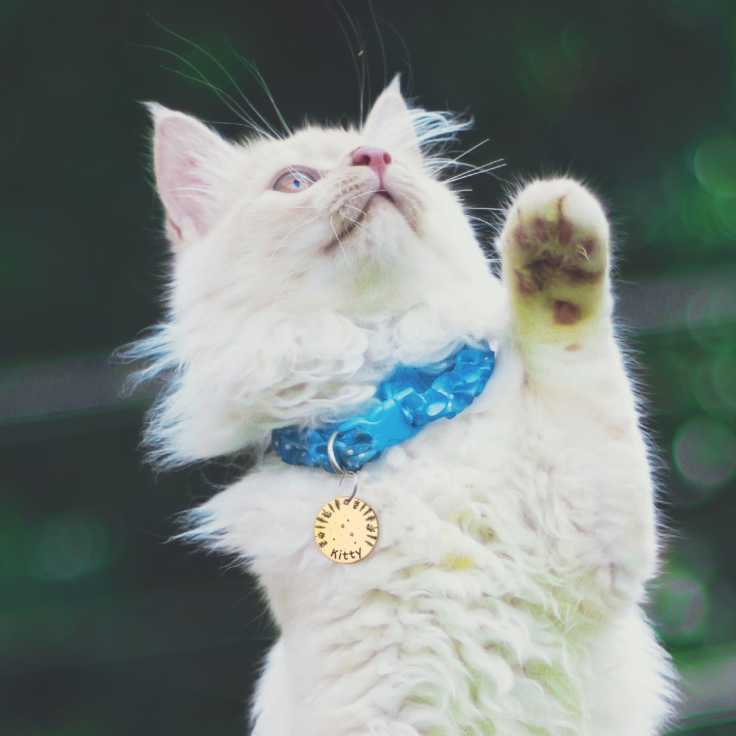 Round Stargazing Pet ID Dog Tag