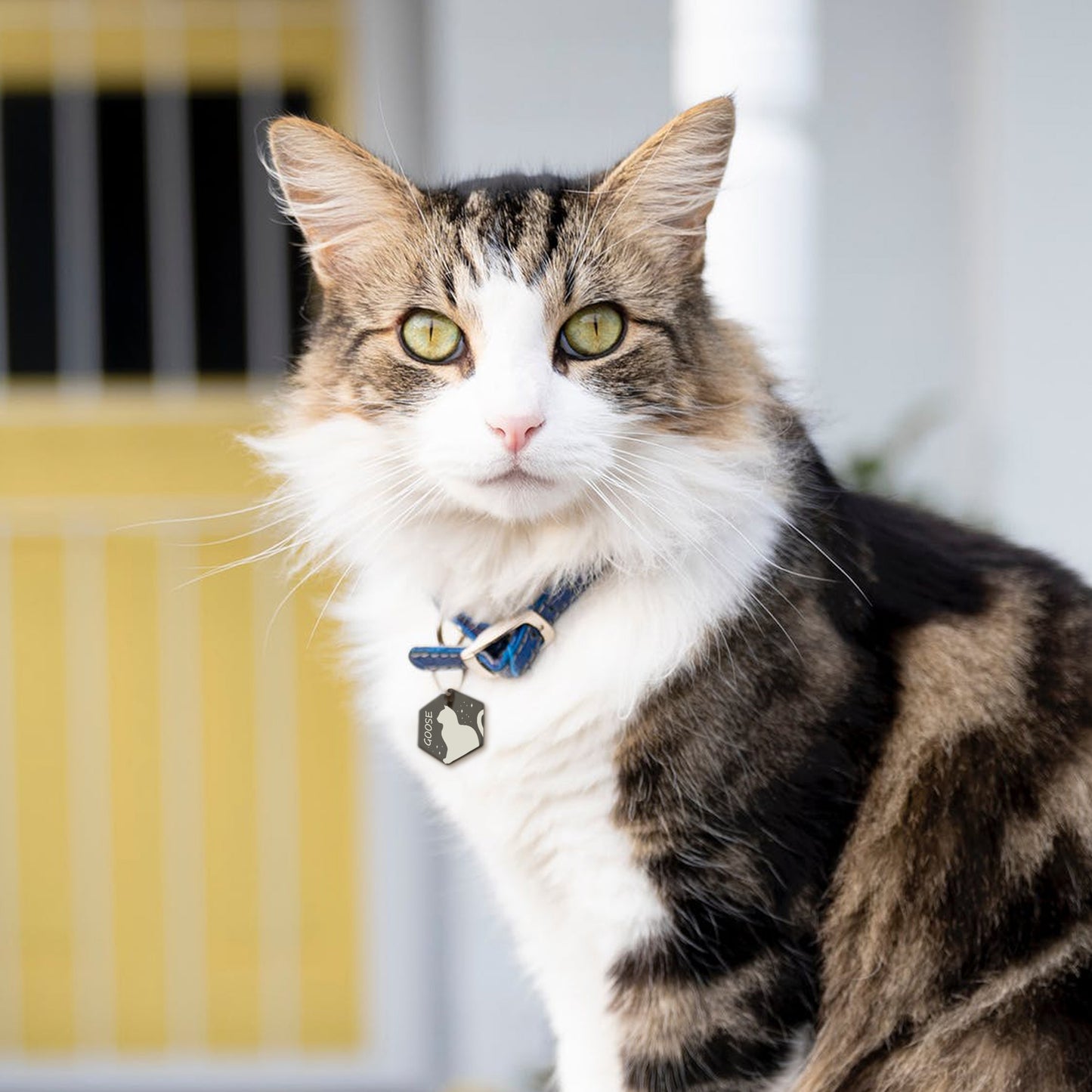 Cat Outline Hexagon Pet ID Tag
