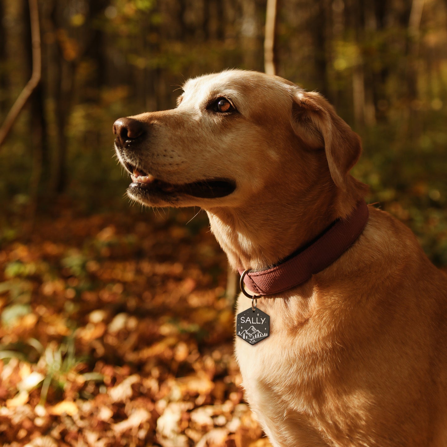 Mountain Stars Hexagon Pet ID Dog Tag