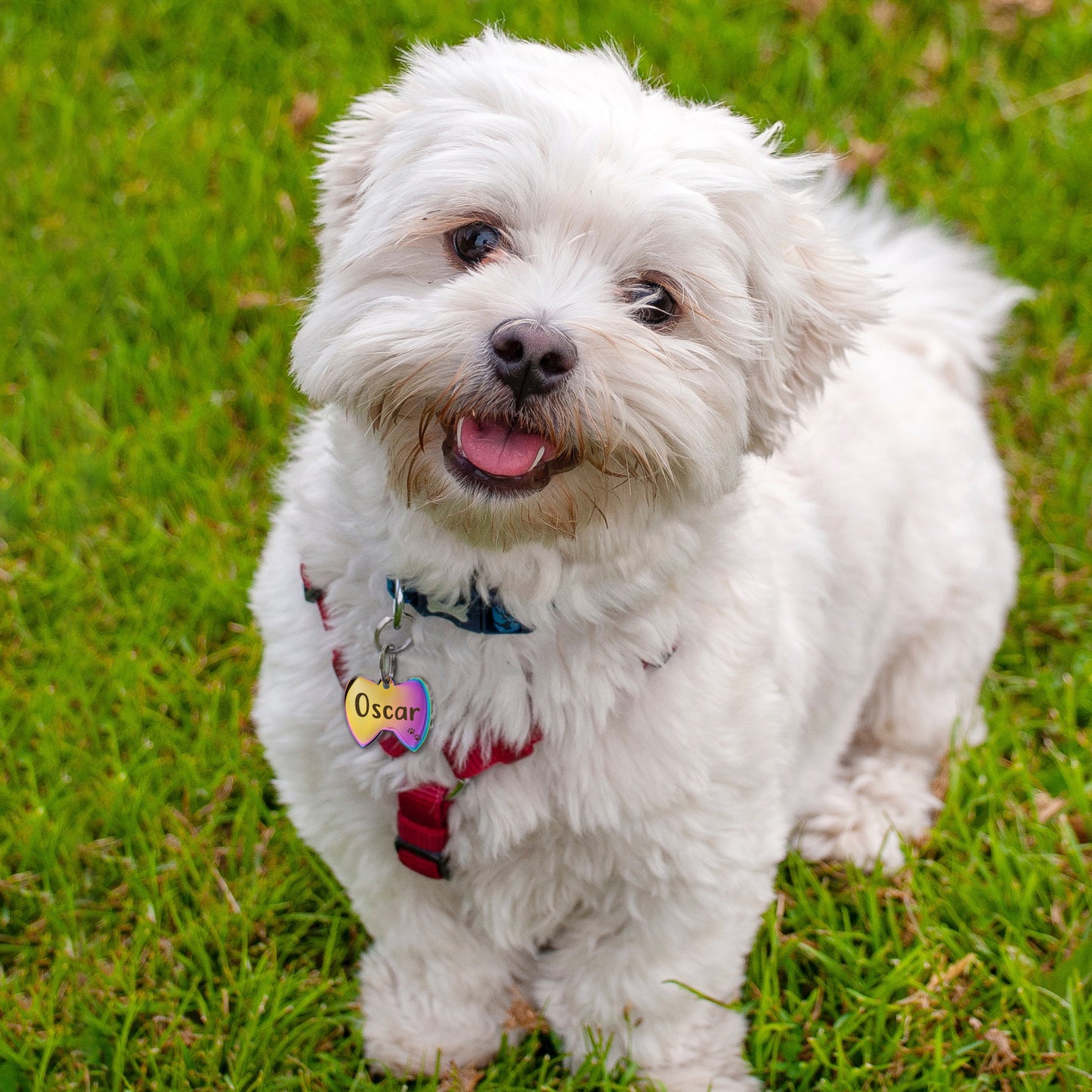 Bow Tie Pet ID Dog Tag