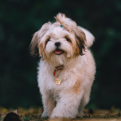 Cherry Blossom Pet ID Dog Tag