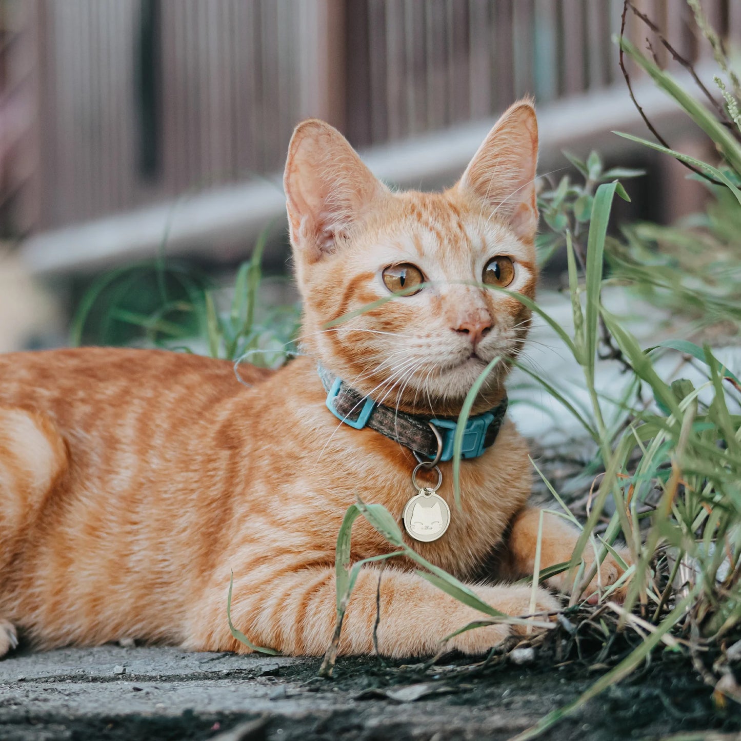 Round Cat Pet ID Tag