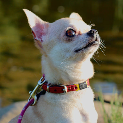 Custom Black Slide-On Pet ID Dog Tag