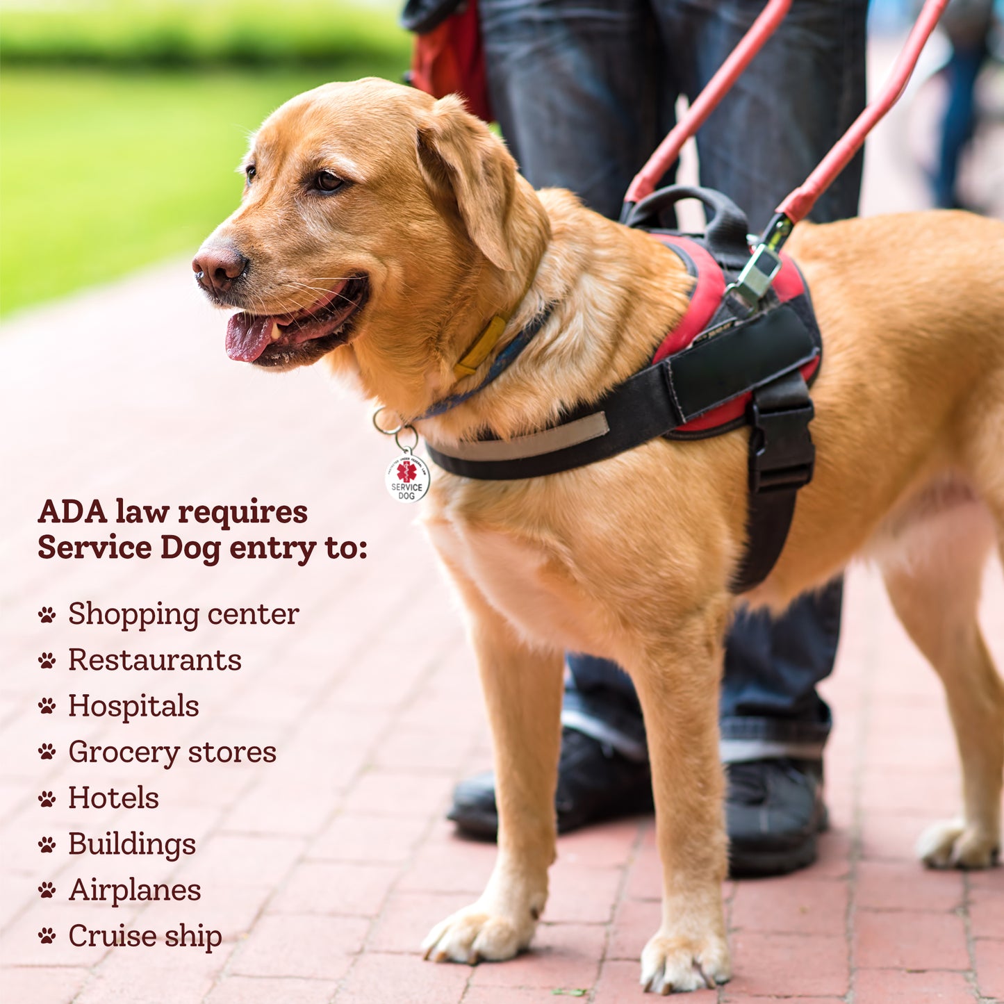 Service Medical Alert Pet Tag